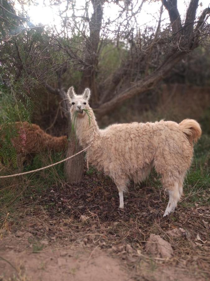 Maimará Dormir Con Llamas מראה חיצוני תמונה