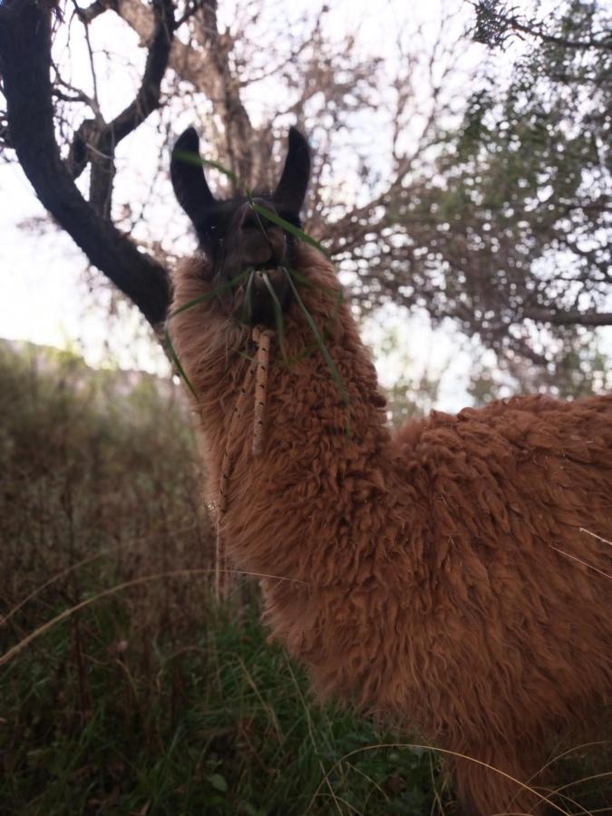 Maimará Dormir Con Llamas מראה חיצוני תמונה