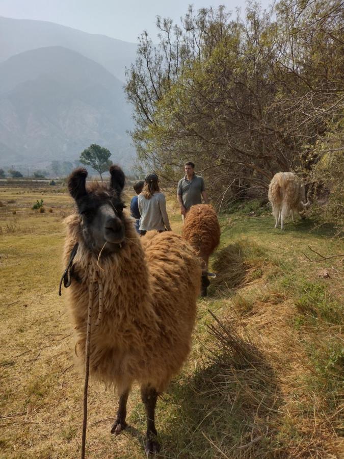 Maimará Dormir Con Llamas מראה חיצוני תמונה