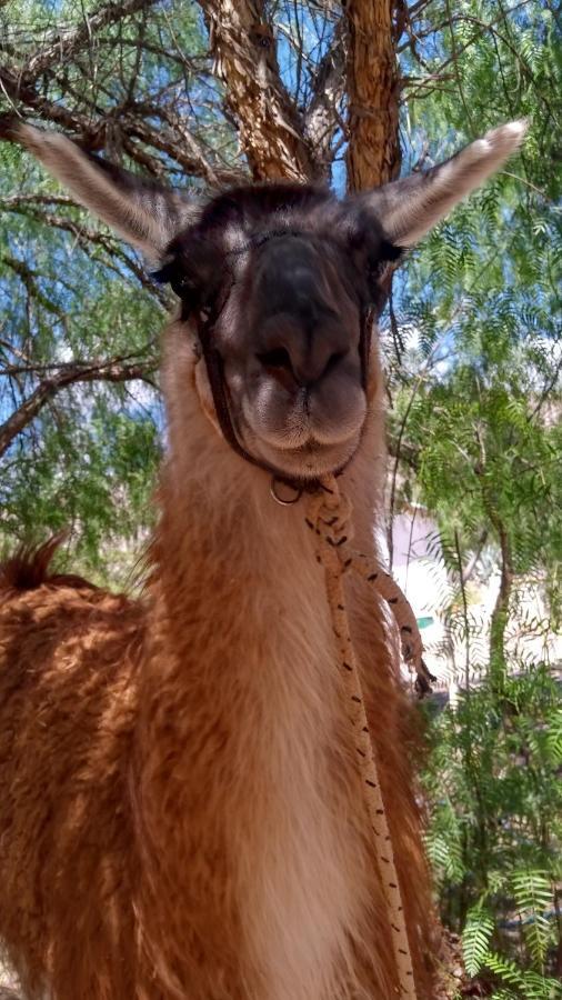 Maimará Dormir Con Llamas מראה חיצוני תמונה